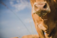 La ferme France décroche